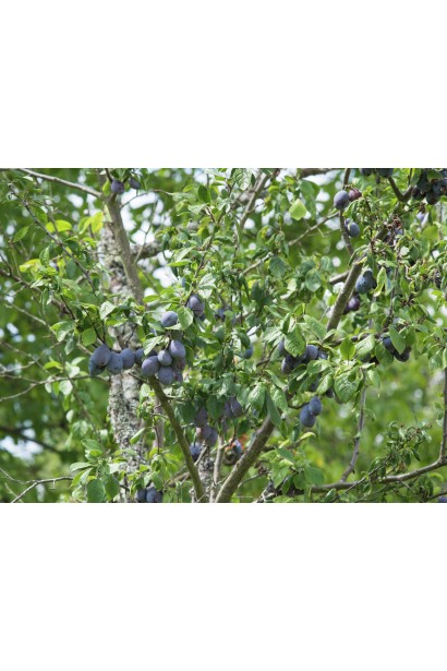 Слива домашня Угорка дерево